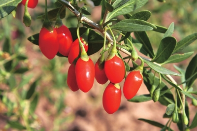 2015年6月3000块钱买什么手机最好-3000块钱