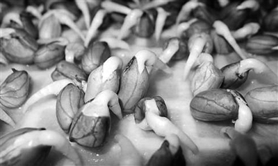 怎样种花生才能高产又饱满 p2_b.jpg