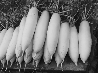 夏秋萝卜高产栽培技术