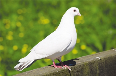 不同品种的鸽,性成熟的年龄也不相同,如体型大的鸾鸽较体型小的贺姆鸽