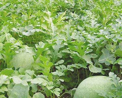 西瓜空秧的原因及防治措施