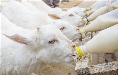 在喂奶架上喝奶的小羊们.